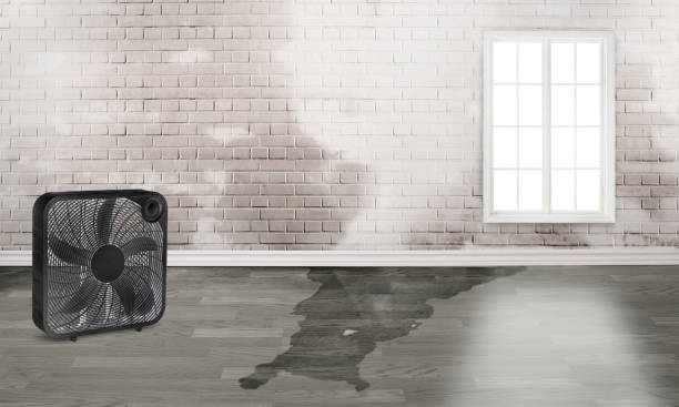 Best Water damage mitigation services  in Ravenna, OH